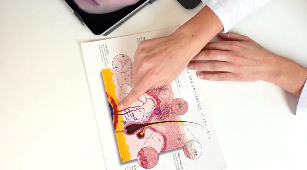 anatomie huid
